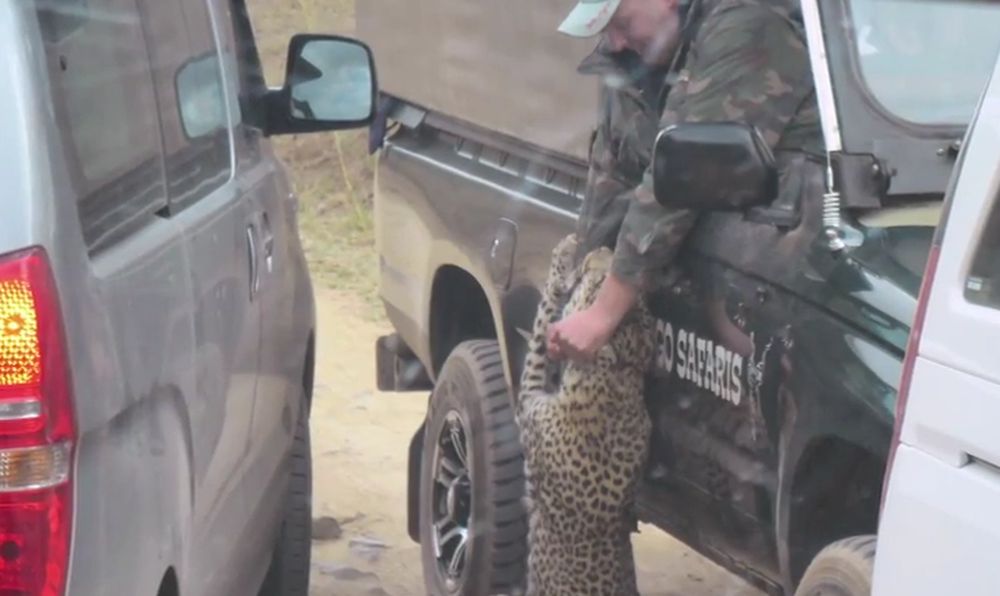Le léopard s'est agrippé au bras du guide.