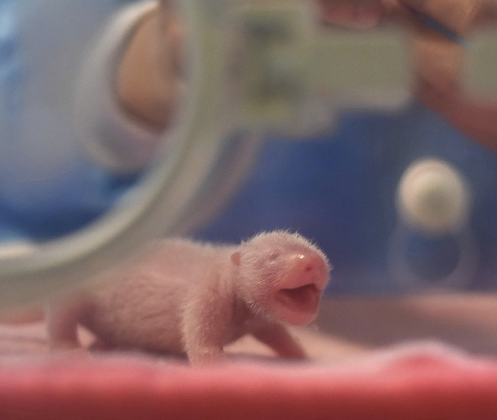 Les naissances de bébés pandas en captivité sont extrêmement rares (illustration).