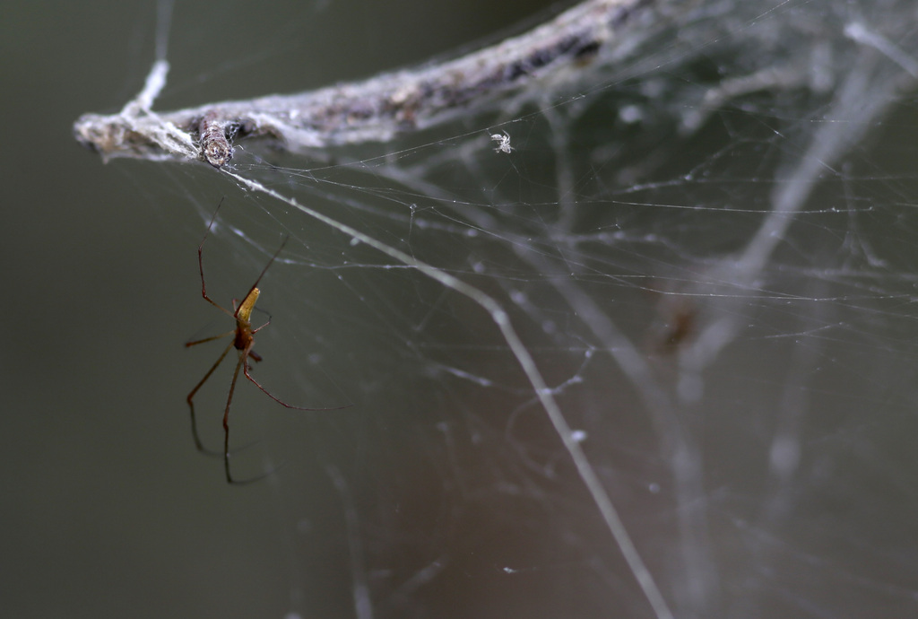 Le fil d'araignée peut apparemment être utilisé pour remplacer du verre dans les fibres optiques (illustration).