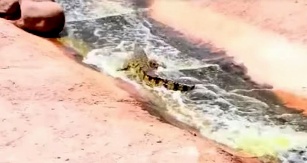 Les reptiles semblent prendre plaisir à glisser sur le toboggan qui relie deux plans d'eau.