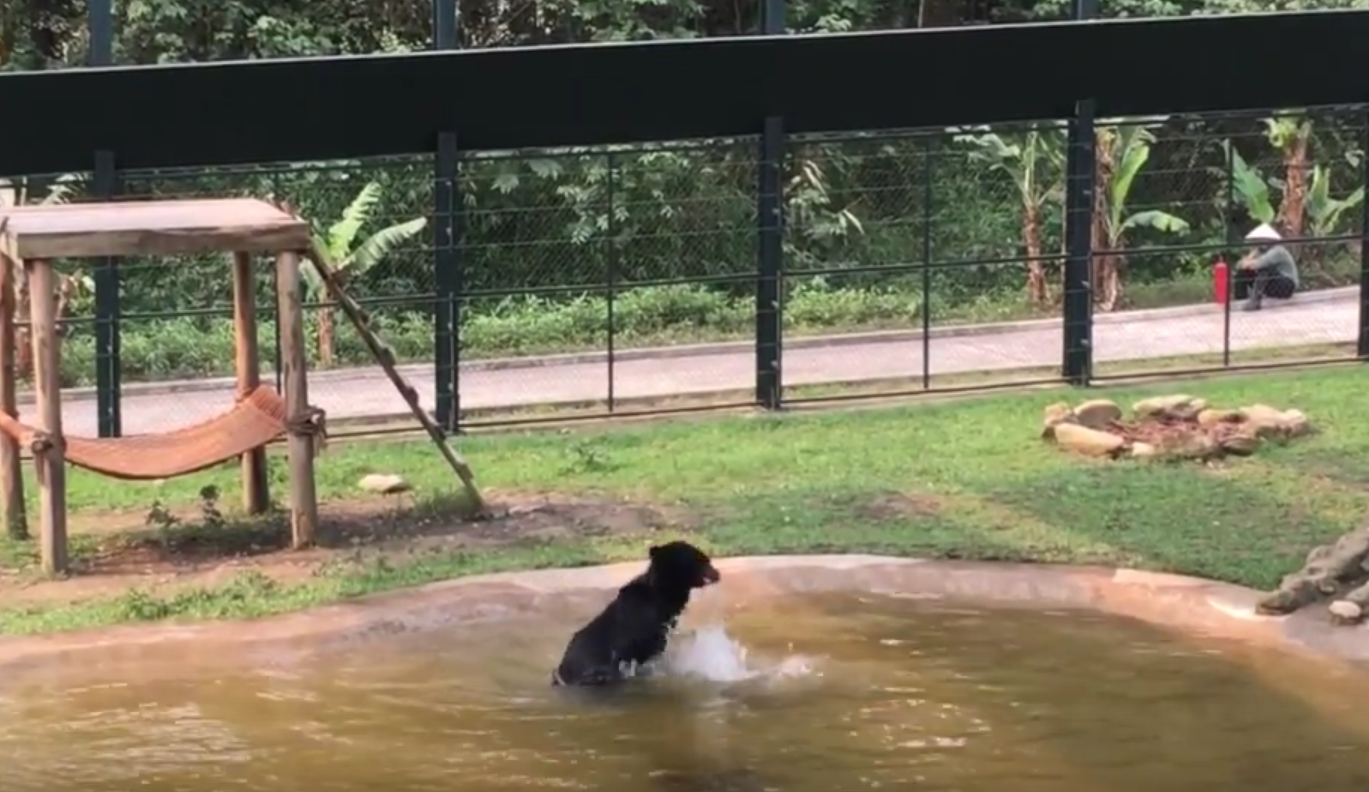L'ours barbote joyeusement dans l'eau comme un enfant dans une piscine.