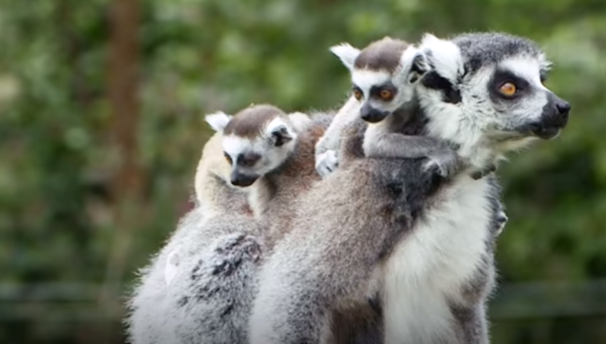 Cinq petits ont vu le jour au zoo de Whipsnade, de trois mamans différentes.