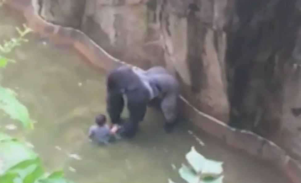 Harambe, un gorille mâle âgé de 17 ans et pesant plus de 180 kilogrammes, a attrapé l'enfant.