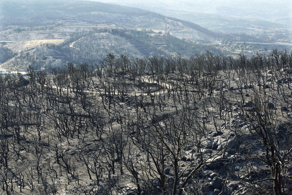 Depuis le début de l'été, des milliers d'hectares de forêt sont partis en fumée.
