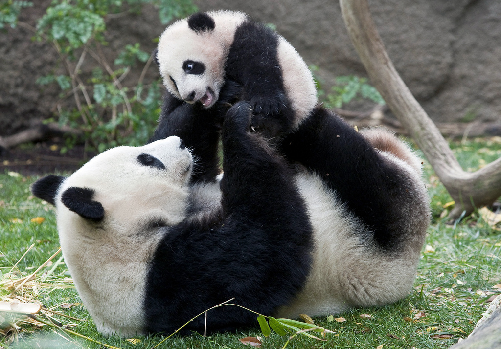 Un nouveau bébé panda est né au zoo de San Diego en Californie.
