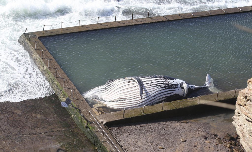 Le corps de la baleine a été retrouvé dans une piscine d'eau de mer le long de la plage.