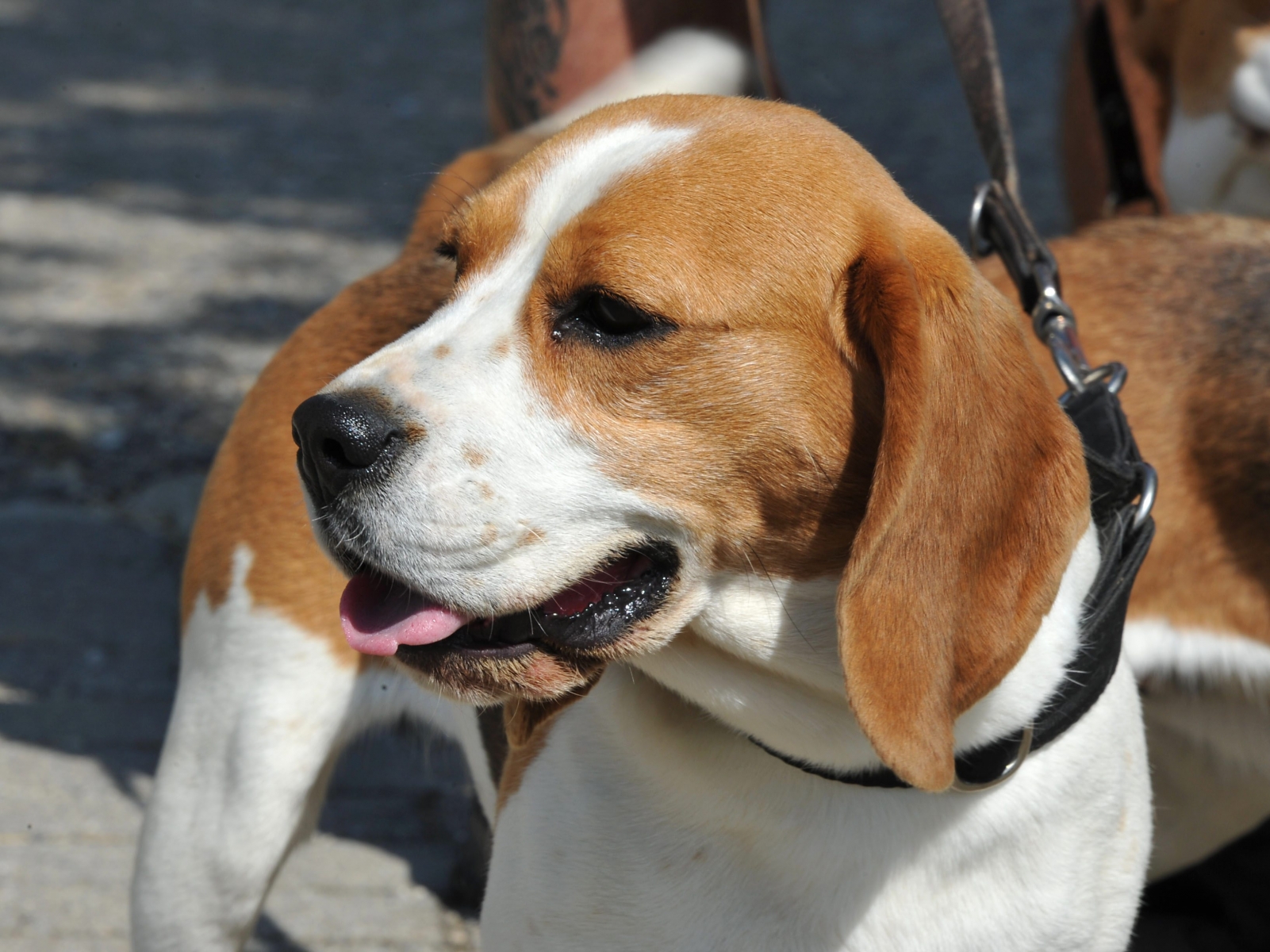 Un beagle de l'élevage de Patrick Kaufmann, à La Cibourg.