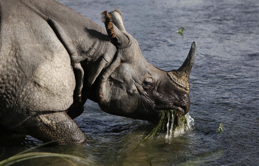 Les cornes de rhinocéros font l'objet d'un trafic important.