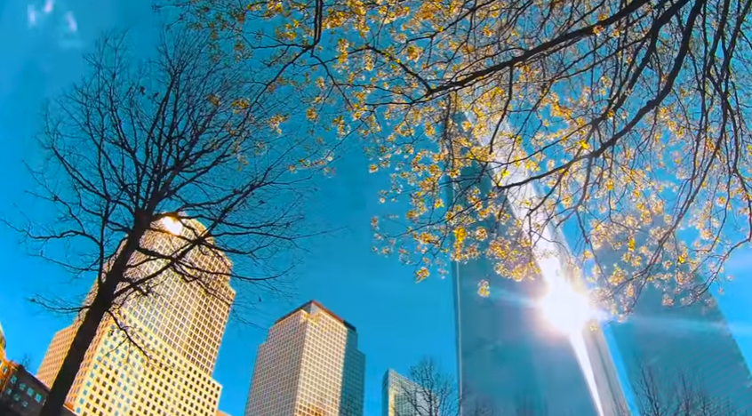 Après des années de soins, l'arbre a été replanté en 2010 sur le site des attentats, où se trouve le mémorial de 9-11.