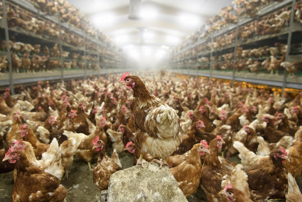 Dindes, poules et canards sont mis à mort pour stopper la propagation de l'épidémie.