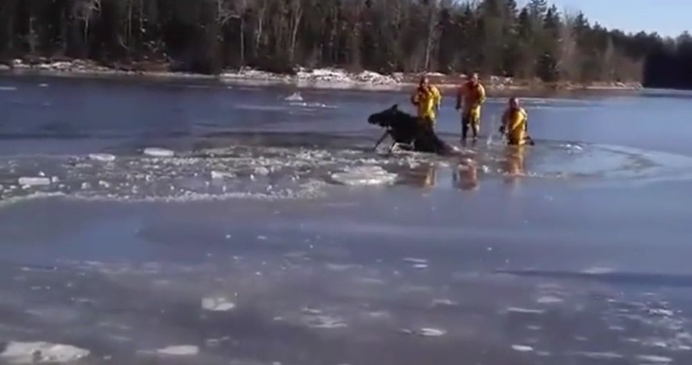 Les pompiers ont utilisé des haches pour briser la glace autour de l'animal.