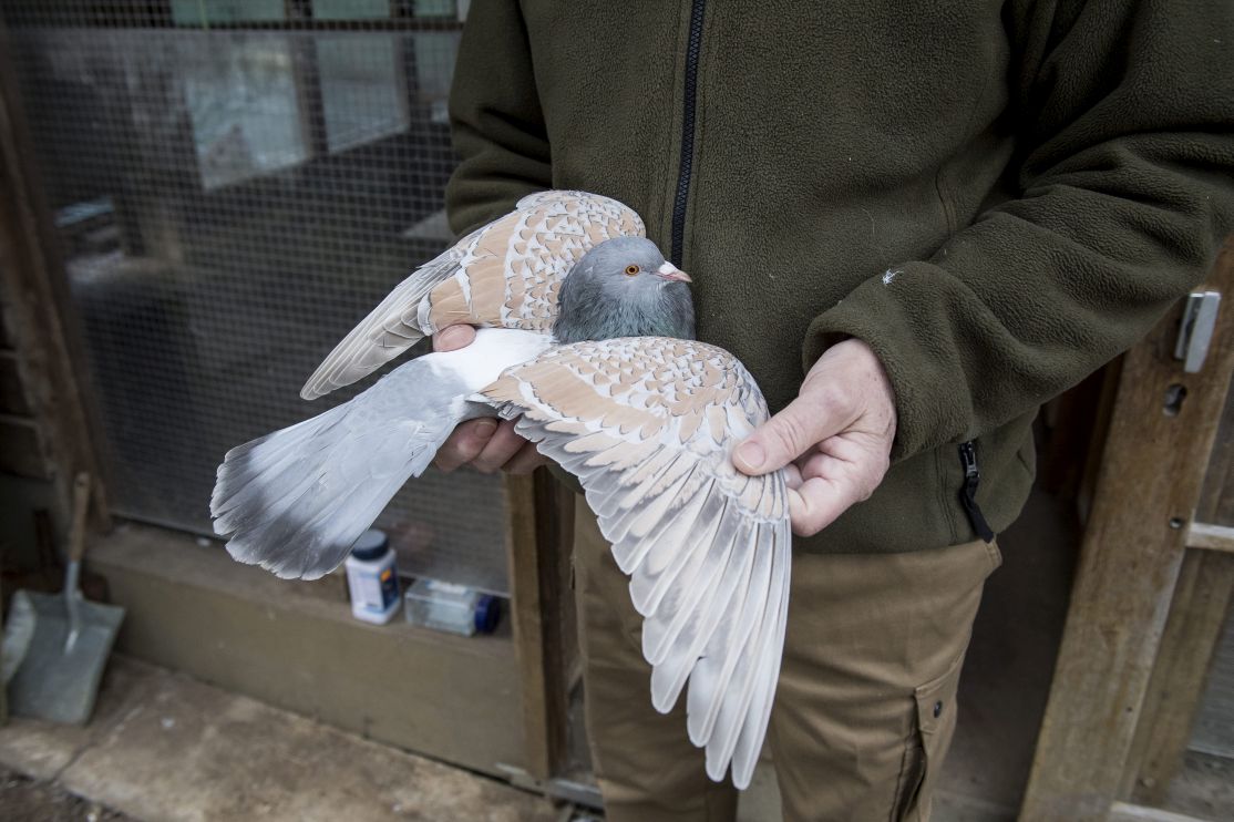 Claude Gaille et l'un de ses pigeons de concours.