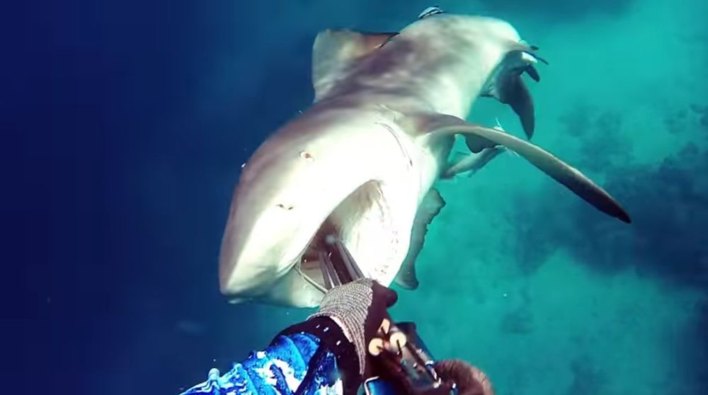 Le plongeur enfonce le harpon dans la gorge du requin. Un geste salvateur.