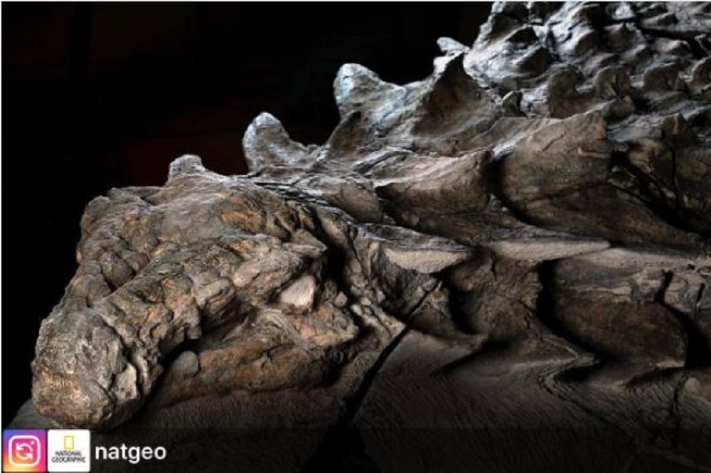 Le fossile est celui d'un nodosaure, un herbivore de 110 millions d'années.