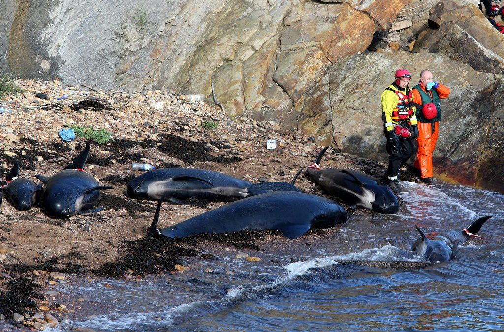 En Ecosse, les nombreux sauveteurs n'ont pu sauver que dix baleines sur les 26 qui se sont échouées.
