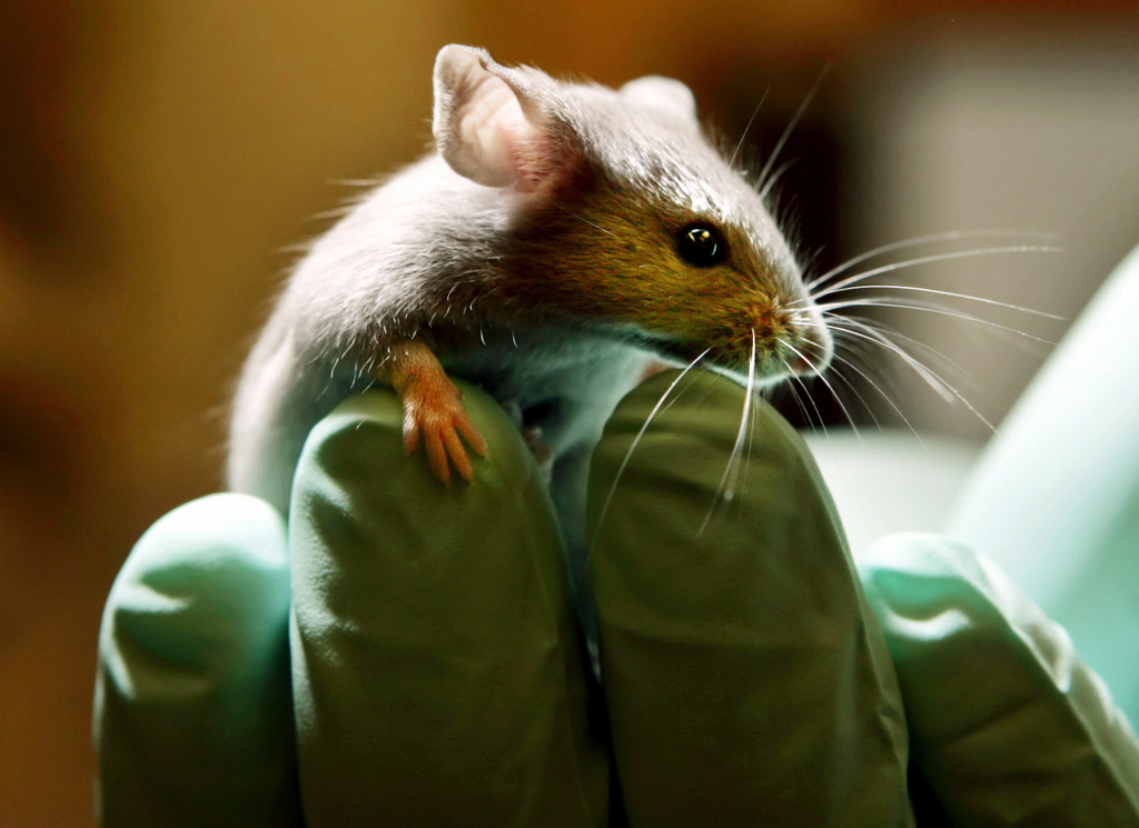 Plus de la moitié des animaux utilisés pour l'expérimentation sont des souris.