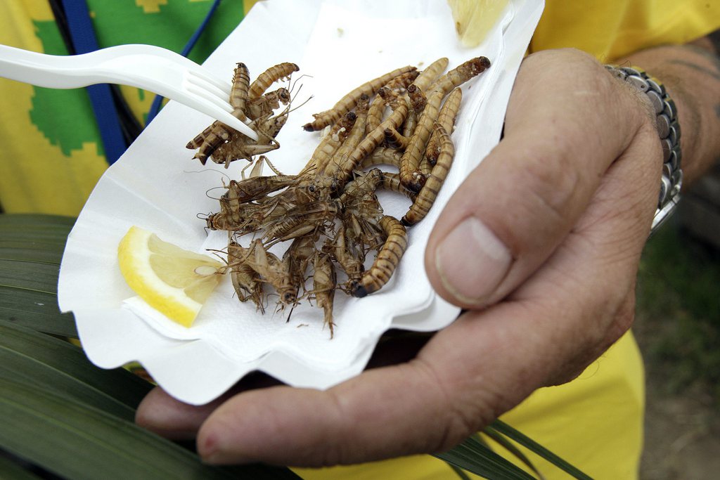 Les insectes comestibles n'ont pas encore atterri dans nos assiettes.