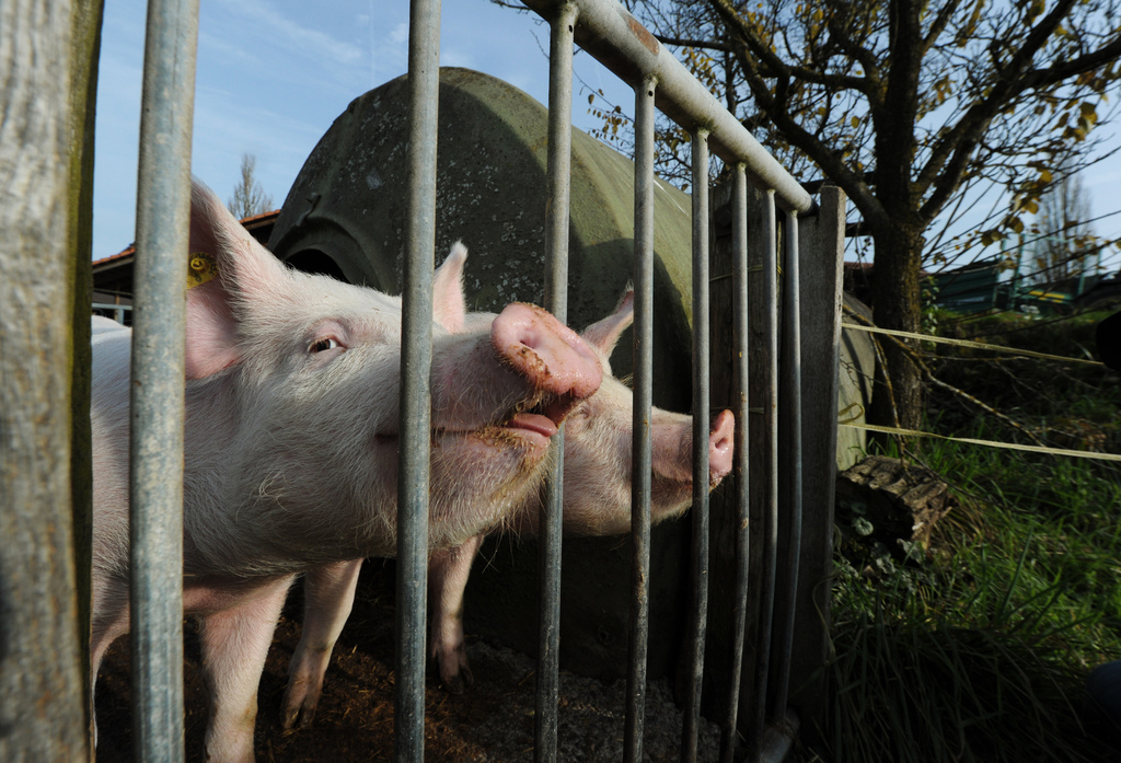 Actuellement, seuls 50% des porcs élevés en Suisse bénéficient d'un espace extérieur. 