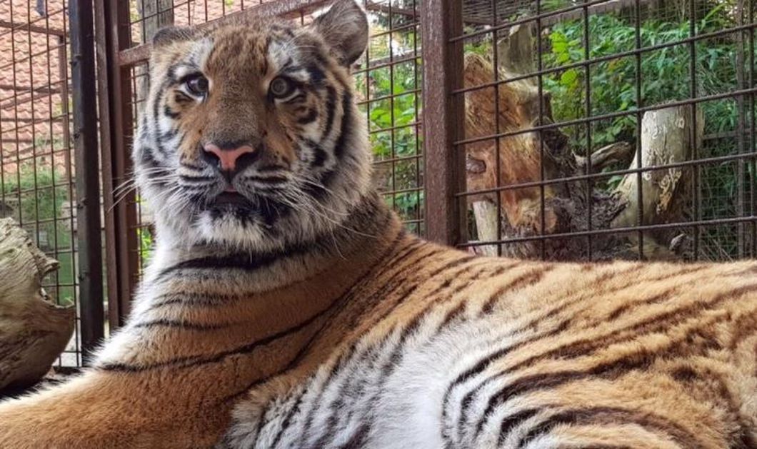 Deux tigres, traumatisés par la guerre et rescapés d'un zoo de la ville syrienne d'Alep, sont arrivés aux Pays-Bas. 