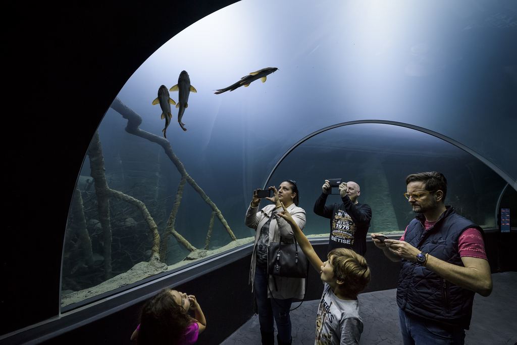 Vers 11h30, plus de 720 visiteurs avaient passé l'entrée de cet aquarium-terrarium, le plus grand d'Europe consacré à l'eau douce. 