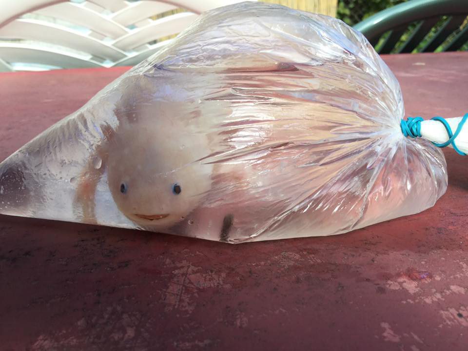 Jeté vivant aux ordures, l’axolotl n’a pas survécu. sp