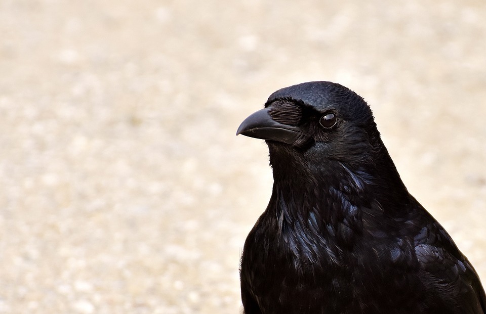 Le corbeaux sont des oiseaux faciles à dresser car très intelligents,