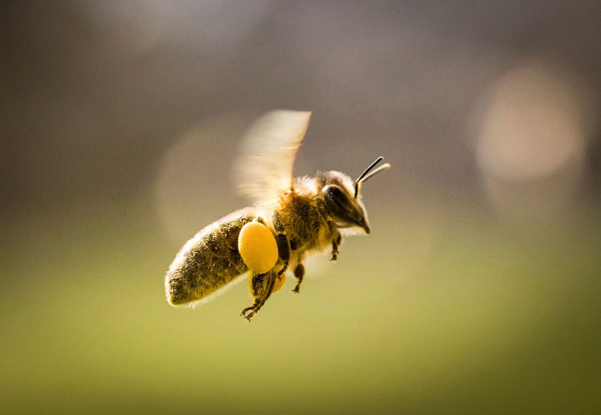 In  this March 13, 2017 photo a bee carrying pollen flies at Lohrberg hill in Frankfurt, Germany.  (Frank Rumpenhorst/dpa via AP) Germany Daily Life