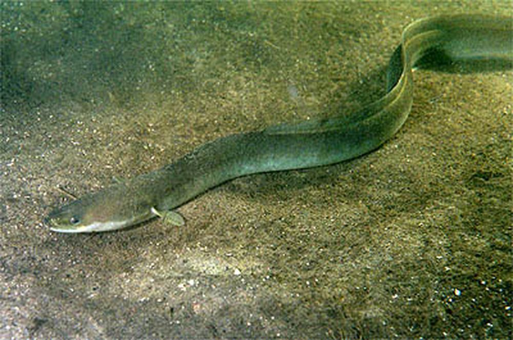 Certaines espèces d'anguilles migrent à l’intérieur des terres en traversant fleuves, rivières et ruisseaux parfois sur plus de 1000 kilomètres.
