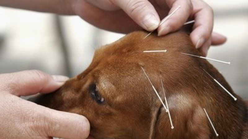 Conférence : Acupuncture pour chiens et chats