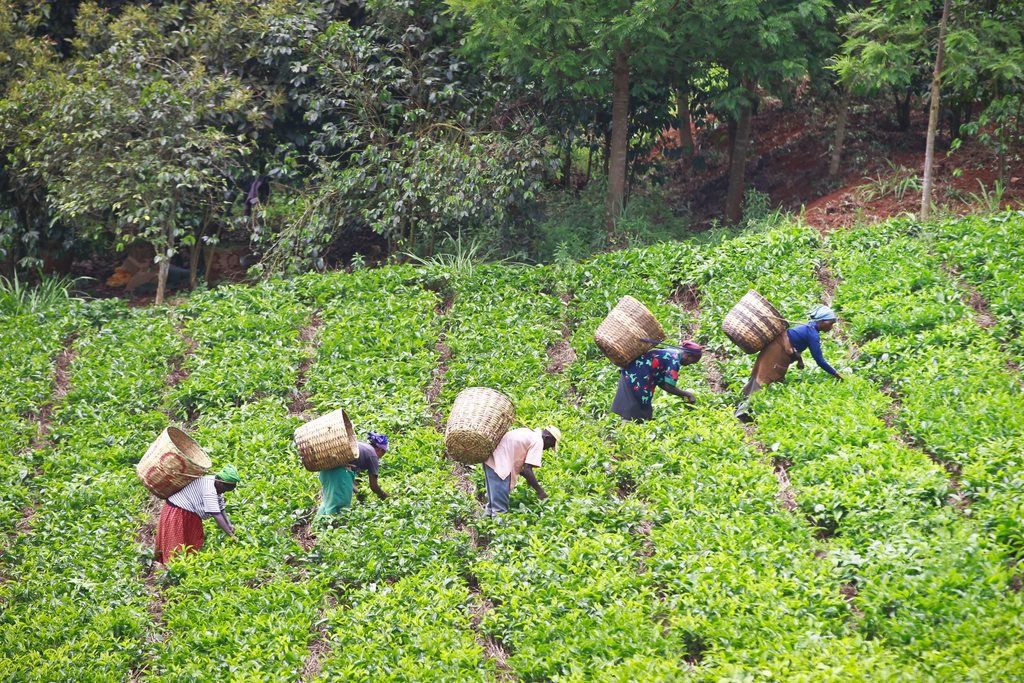 epa03918539 Tear pluckers work in the tea farm near Kerugoya, on the foot of Mount Kenya in central Kenya, 21 October 2013. According to figures released in September 2013 by Kenya Tea Development Agency ( KTDA), the tea prices at the Mombasa auction saw a significant decrease during the months of July, August and September 2013 due to have dropped significantly during the months of July, August and September 2013, 'due to over supply of tea in the market, a volatile political environment in some of the key export markets like Egypt and Syria and a depreciating currency in Pakistan'. Tea is one of the top foreign currency earners in Kenya.  EPA/DAI KUROKAWA KENYA TEA AGRICULTURE