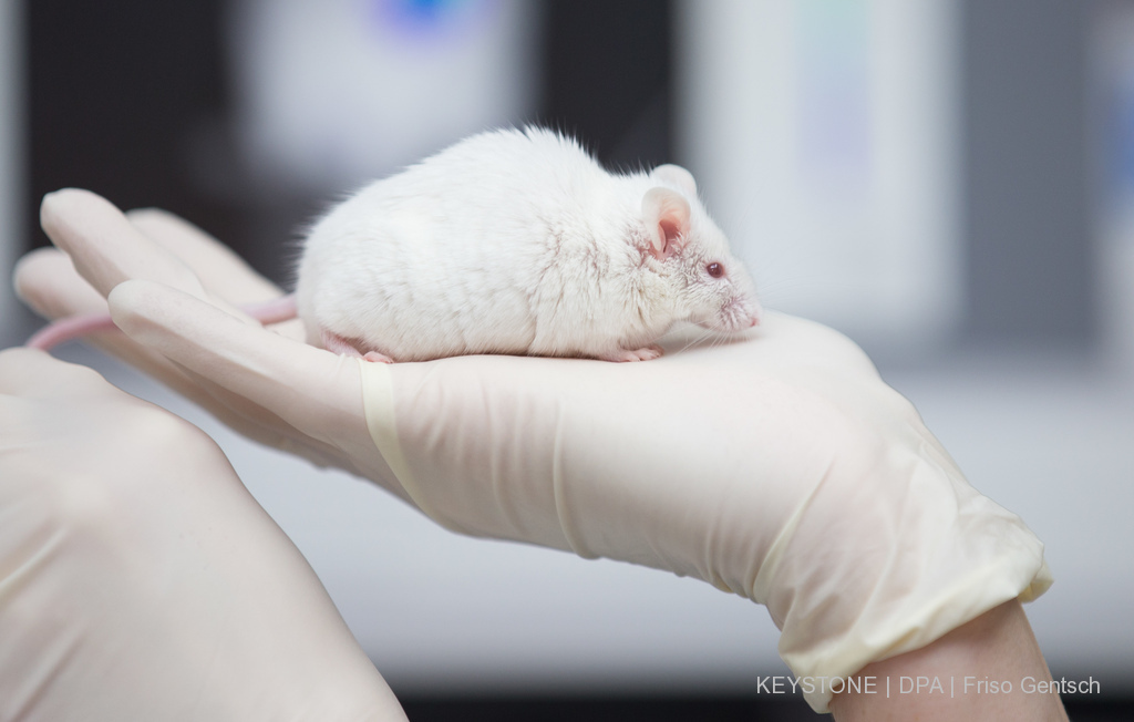Les chercheurs ont réduit l'apport calorique chez des souris pendant 30 jours et ont observé une quantité accrue de graisse beige (illustration).