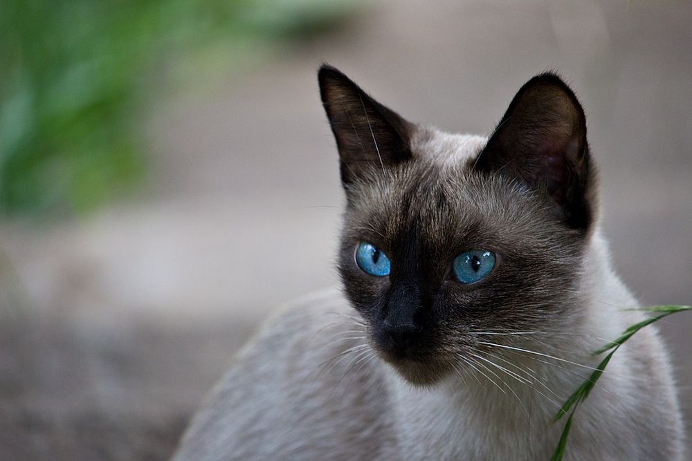 Le chat, de type siamois, est un vieil habitué des prétoires.
