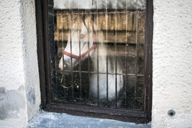 Huit chevaux ont été mis en quarantaine à Corcelles à cause de la gourme (image d'illustration).