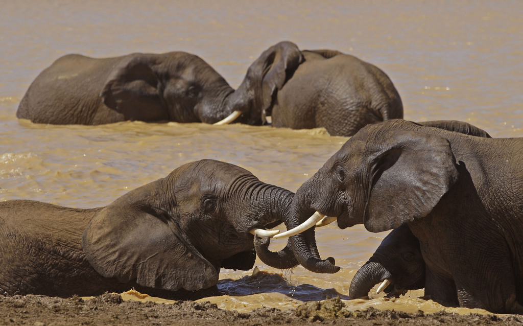 Le trafic d'ivoire est interdit depuis 1989 mais connait une forte recrudescence à destination de l'Asie.