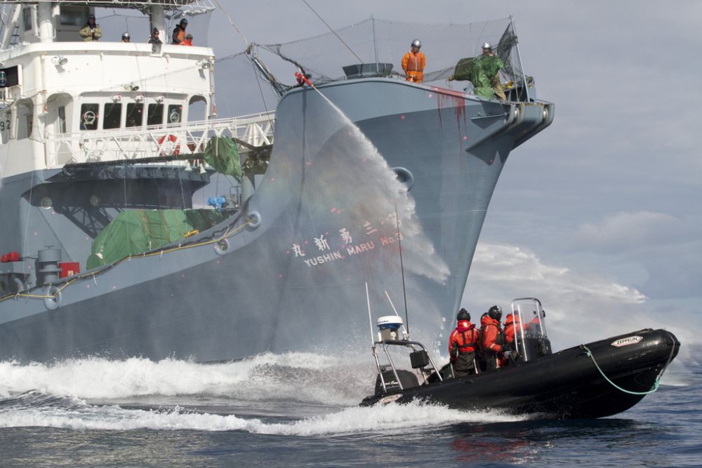 Un navire de chasse à la baleine japonnais tente d'éloigner une embarcation Sea Shepherd au moyen d'un canon à eau. L'association écologique veut empêcher le navire de chasser la baleine.