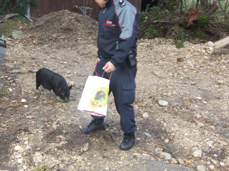 Les policiers ont attiré les petits cochons fugueurs avec des friandises qui leur avaient été offertes. 