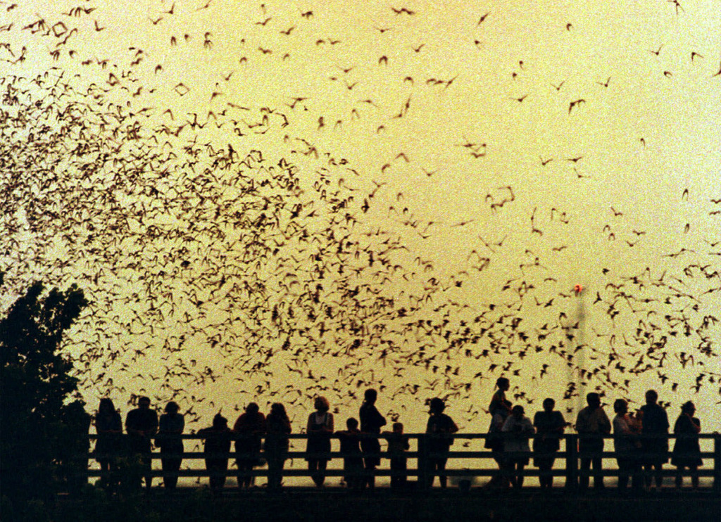 Le Congress Bridge Bats d'Austin est connu pour abriter plus d'un million de chauve-souris, qui seront lâchées dans les airs à l'occasion du 80e anniversaire de Batman. (Archives)