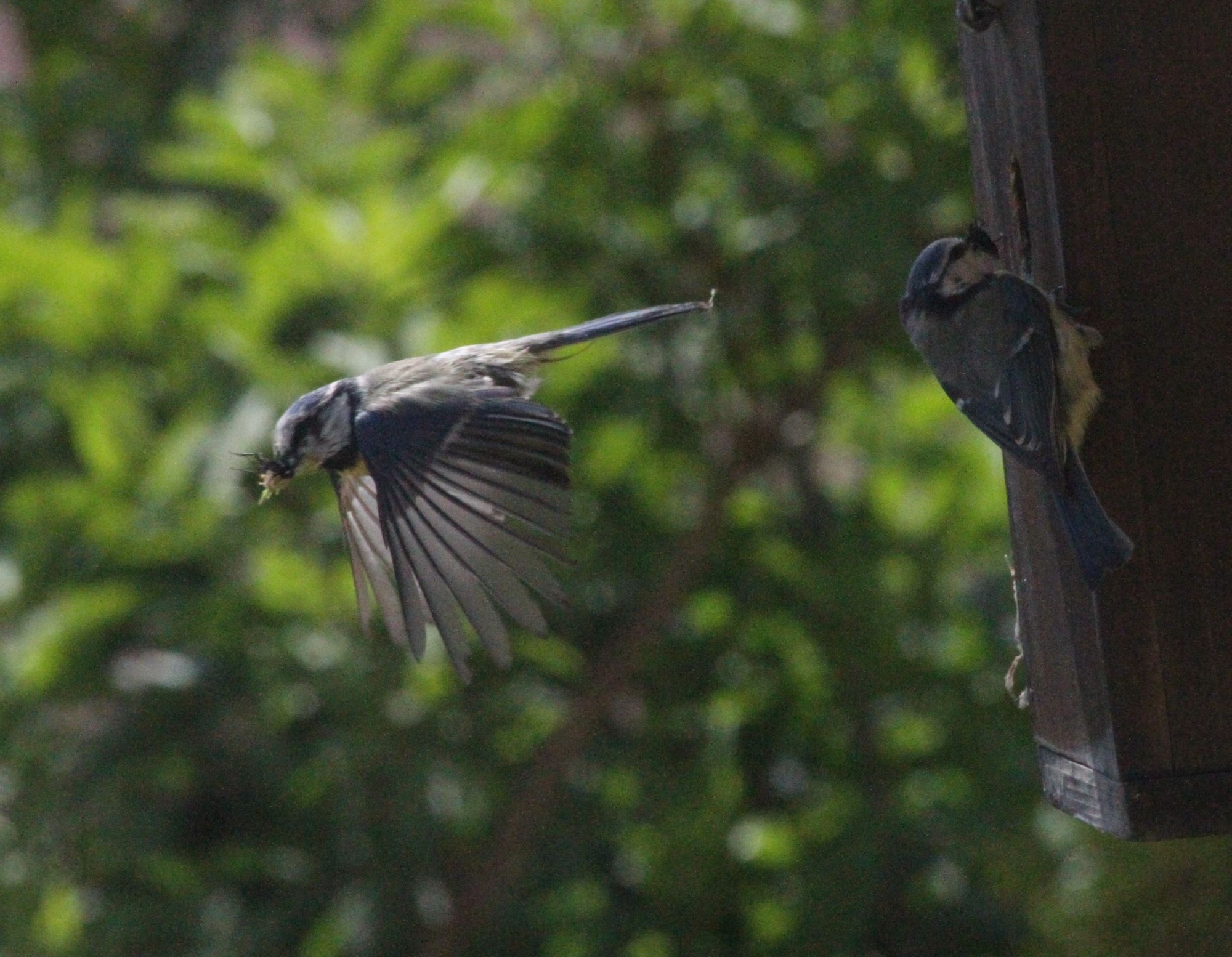 La pose de nichoirs peut "favoriser la reproduction de plusieurs espèces d'oiseaux."