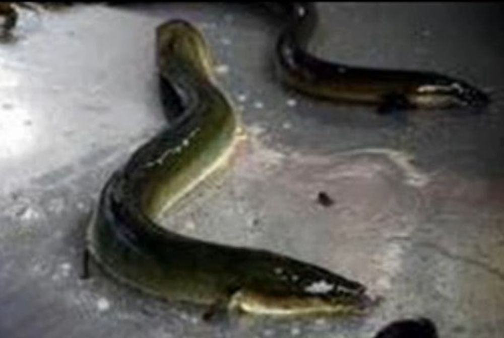 L'anguille de 50 cm vivat encore lorsqu'elle a été extirpée.