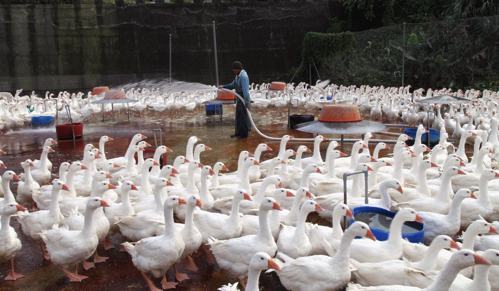 Le virus H7N9 de la grippe aviaire a fait un sixième mort en Chine, où les autorités poursuivaient vendredi des abattages localisés de volailles.