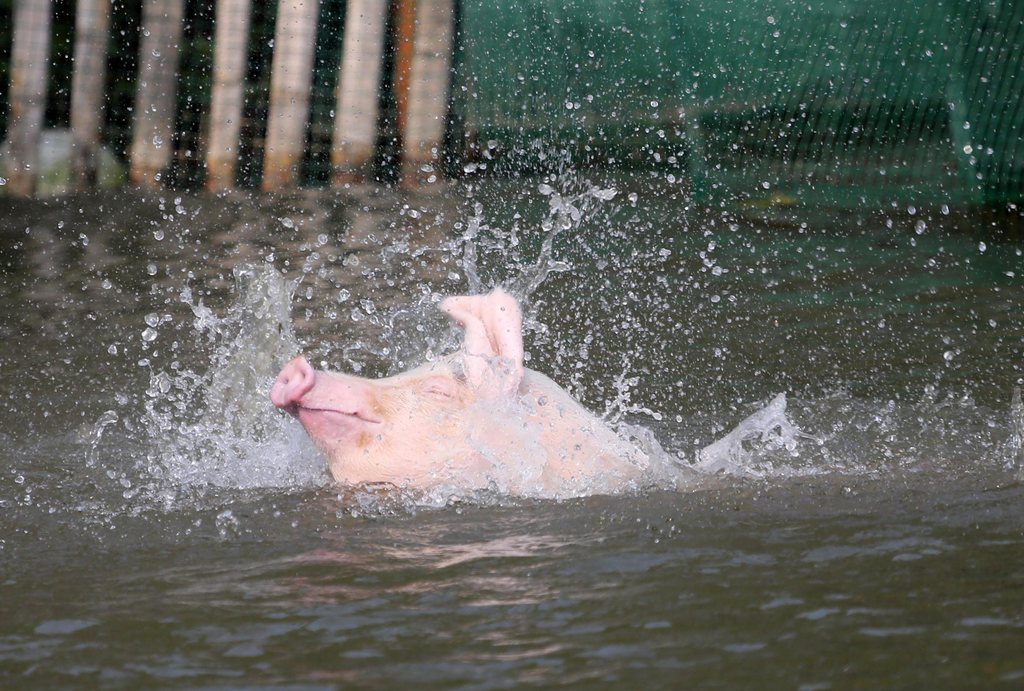 Le Huangpu contient désormais quelque 6000 cadavres de porcs. La polémique enfle en Chine, près de Shanghai. 