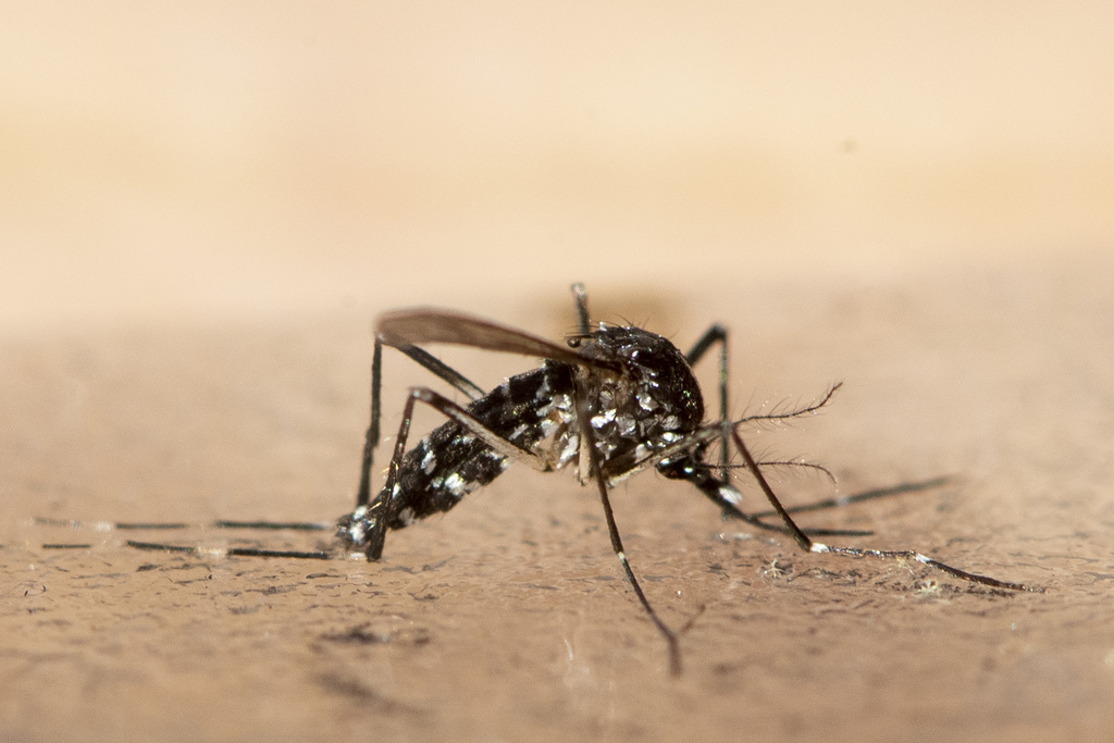 Cette espèce de moustique ne se déplace que dans un rayon de quelques centaines de mètres.