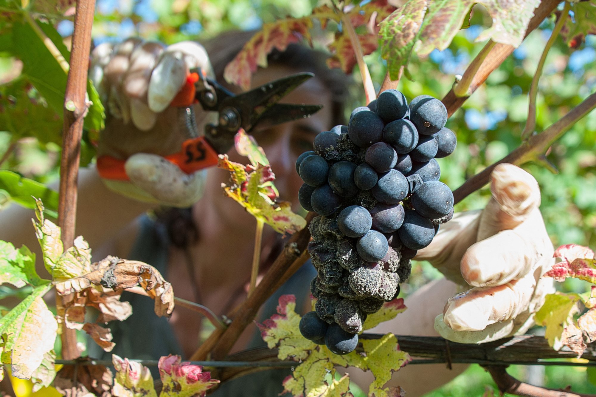 Cette année, 278 vins de 36 vignerons neuchâtelois ont été dégustés par un jury professionnel.