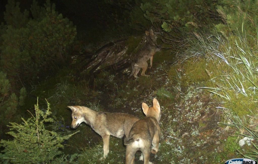 Jeunes loups de la meute de Calanda surpris par un piège photographique en 2014.