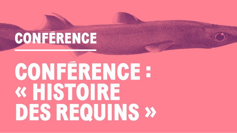 Conférence – Histoire des requins
