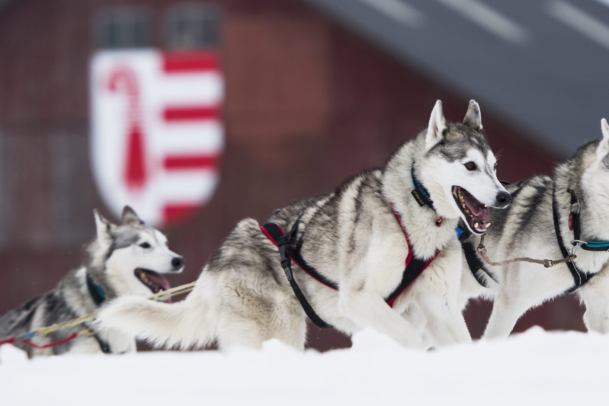 Les courses de chiens de traîneau ont pu avoir lieu 26 fois aux Franches-Montagnes et sont  annulées pour la 22e fois cette année, à cause du manque de neige.