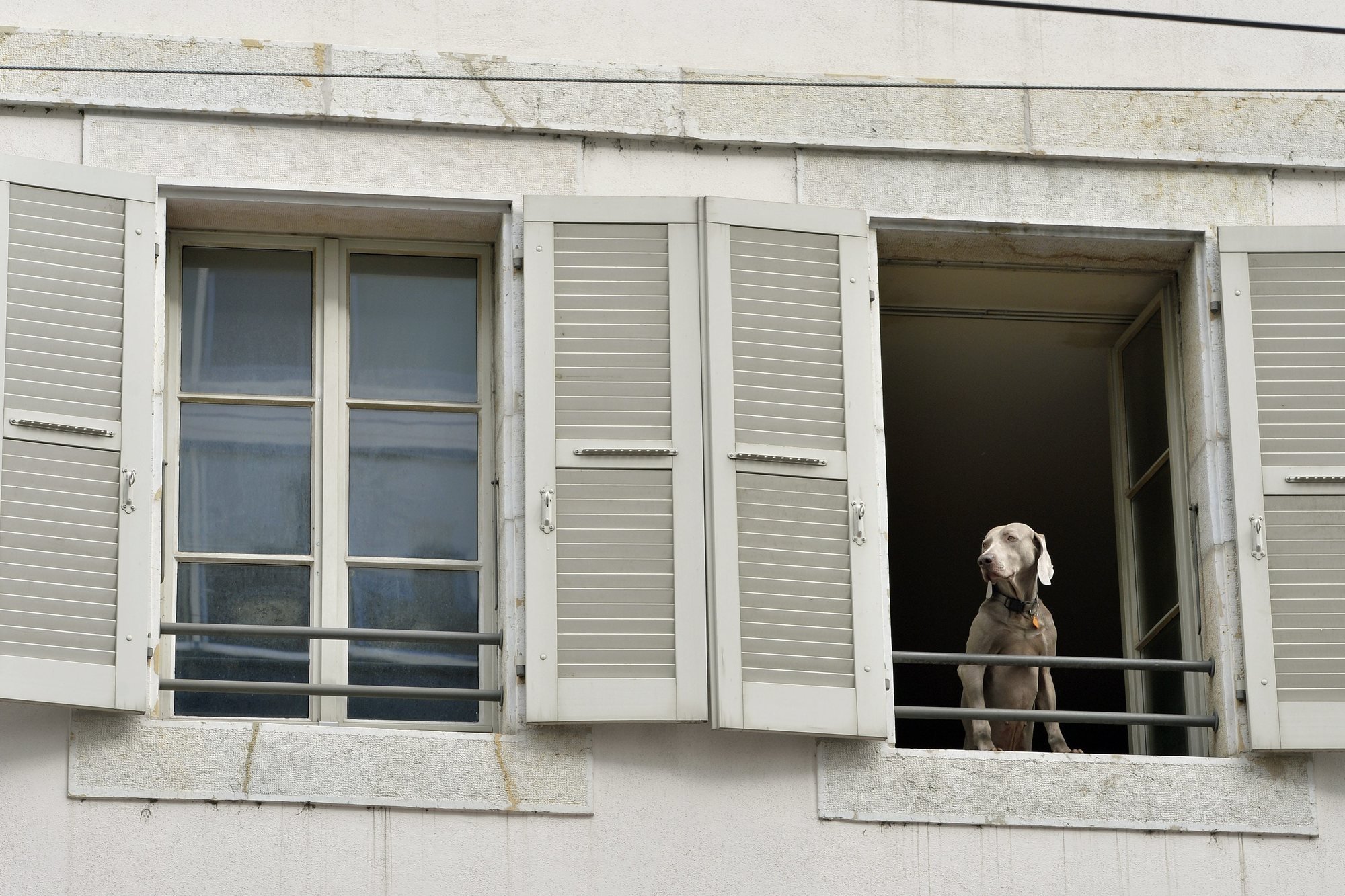 "Aucun animal ne restera tout seul", promet le vétérinaire cantonal neuchâtelois.