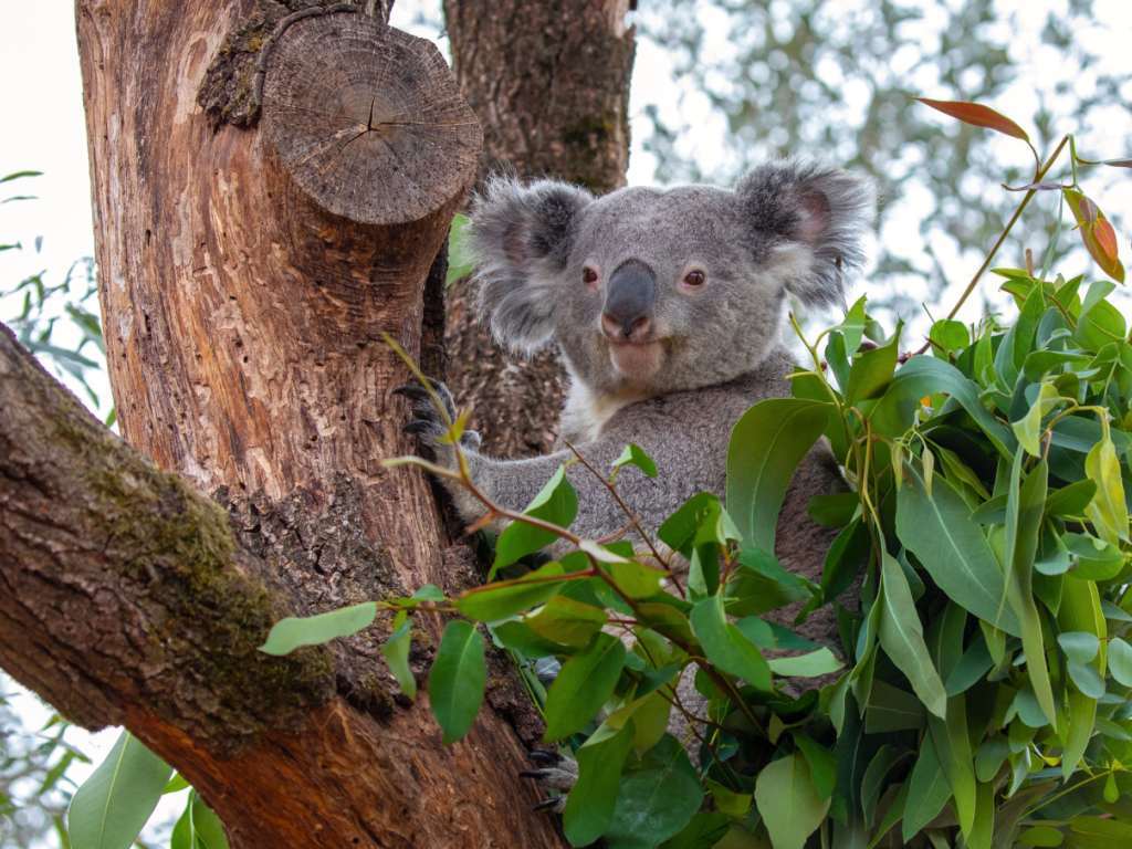 Ces derniers mois, Milo s'était accouplé avec les deux femelles de l'installation des koalas. 
