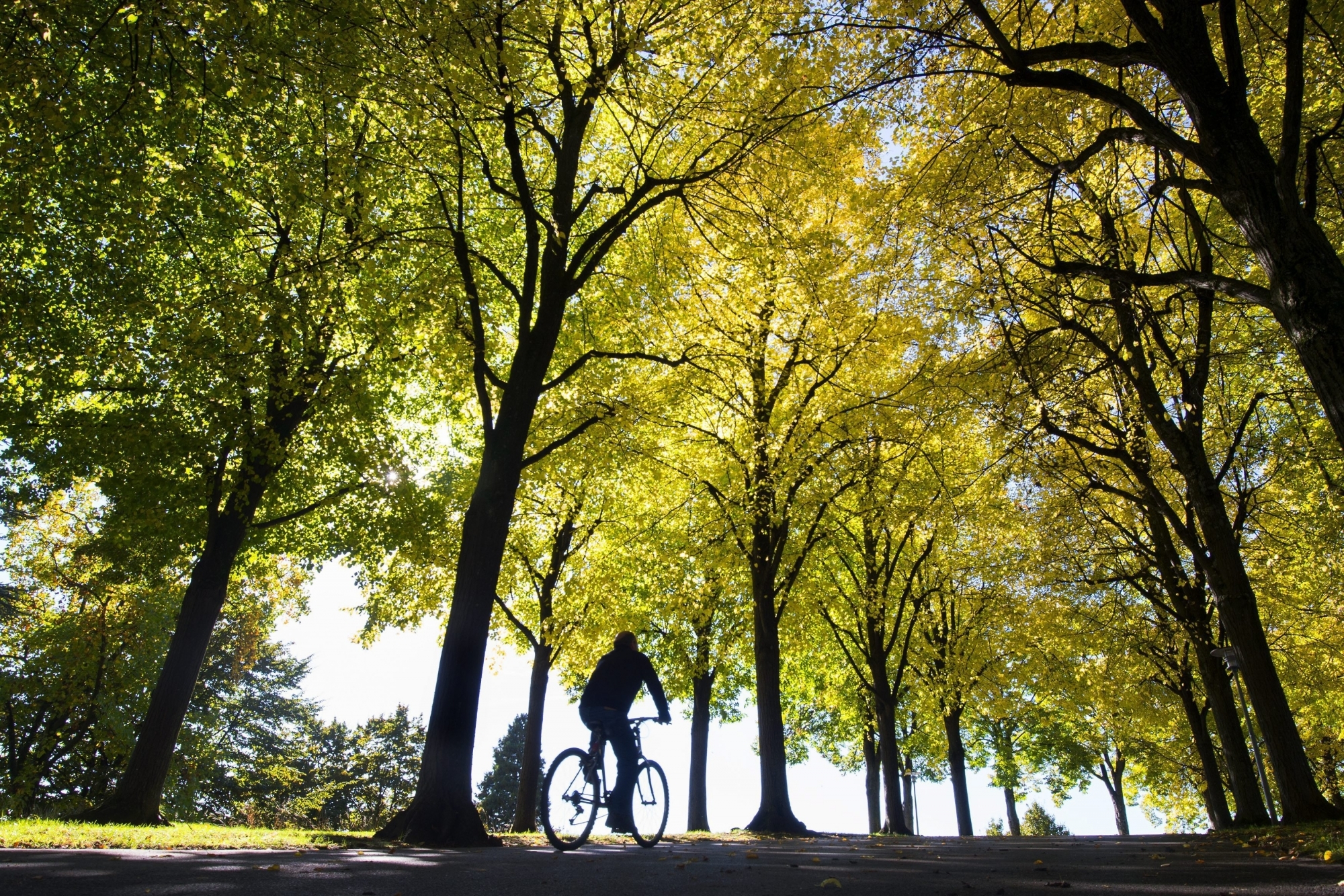 Dans les villes, ici à Lausanne, les espaces verts sont de moins en moins nombreux.
