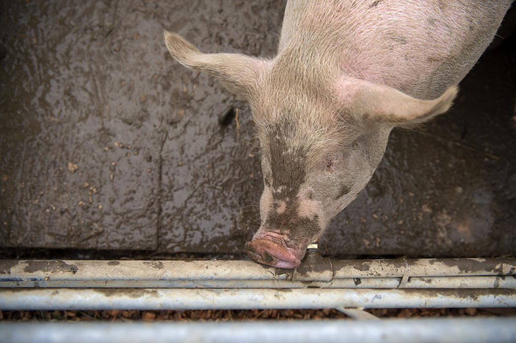 Les deux porcs incriminés avaient été importés illégalement depuis l’Espagne (photo d'illustration).